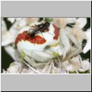 Misumena vatia - Veraenderliche Krabbenspinne 03.jpg